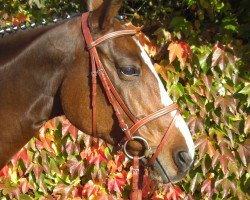 jumper Simply Sue (Hanoverian, 2002, from San Brasil)