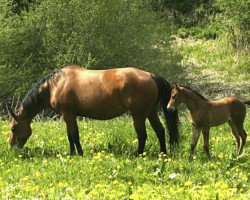 Zuchtstute MS Star N Barred (Quarter Horse,  , von Zipped N Barred)