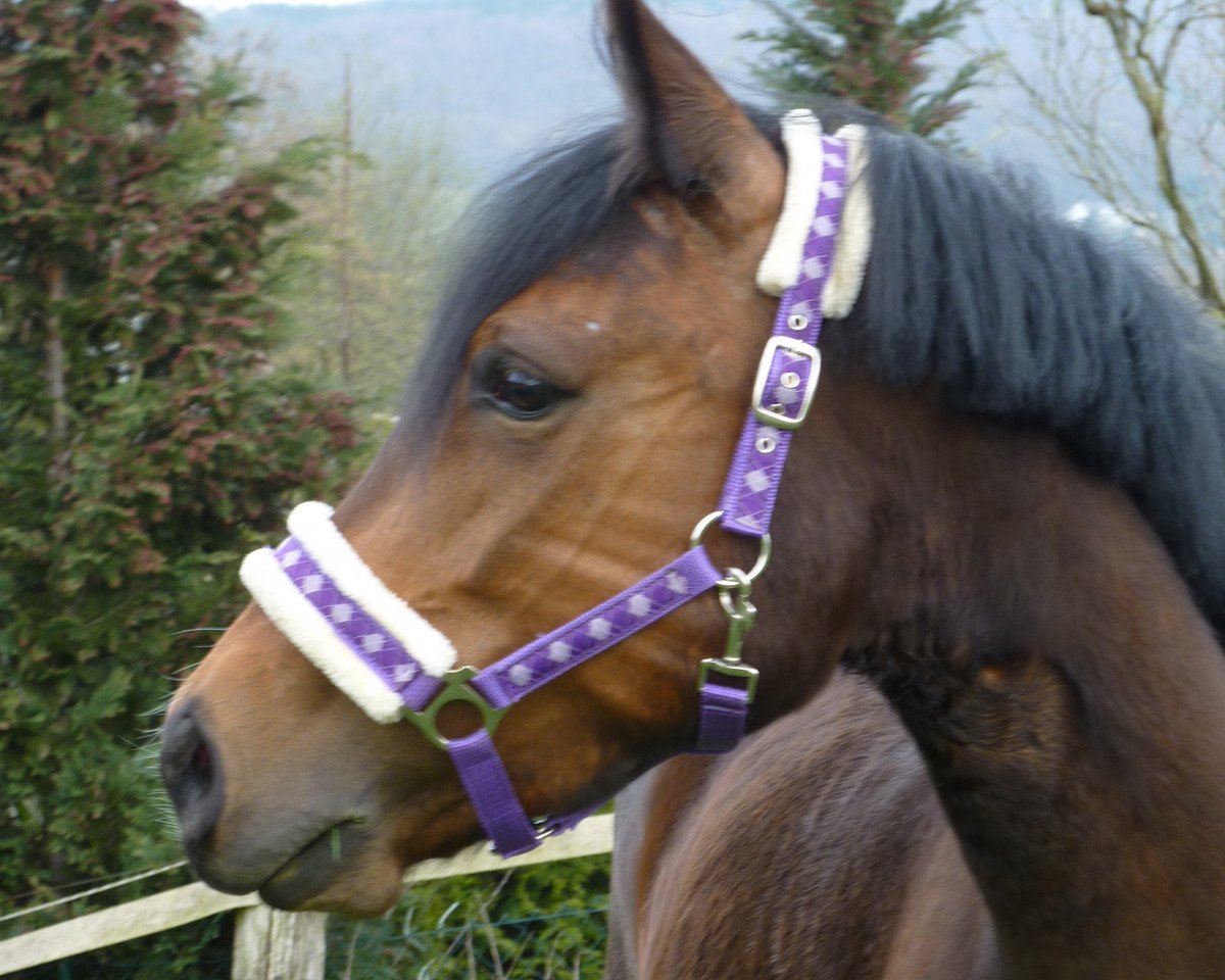 jumper Joy of Enjoy Stables (New Forest Pony, 2007, from Molenaar's Golden King)