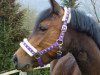 horse Joy of Enjoy Stables (New Forest Pony, 2007, from Molenaar's Golden King)