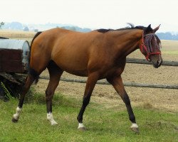 jumper Barycz (Polish Warmblood, 2012, from Ramadan)