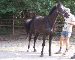 stallion Nieland's Carrelet (New Forest Pony, 1989, from Anydale Nico)