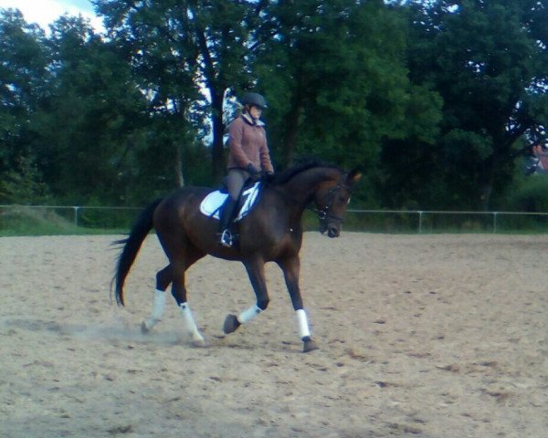 dressage horse Sam (Westphalian, 2008, from Stoiber SN)