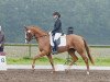 dressage horse Little Miss Sunshine 31 (Hanoverian, 2011, from Lorenzio 2)