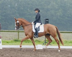 dressage horse Little Miss Sunshine 31 (Hanoverian, 2011, from Lorenzio 2)