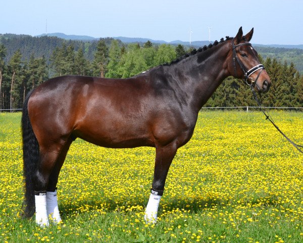 dressage horse Neugschwent's Laurino (Oldenburg, 2007, from Laurentio)