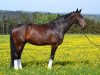 dressage horse Neugschwent's Laurino (Oldenburg, 2007, from Laurentio)