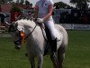 dressage horse Wanda P (German Riding Pony, 2007, from Charivari)