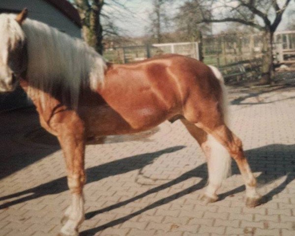 stallion Nawai (Haflinger, 1989, from 1435 Naxos)