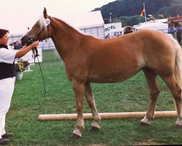 broodmare Rosinante (Haflinger, 1982, from Atif)