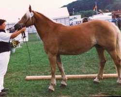 Zuchtstute Rosinante (Haflinger, 1982, von Atif)