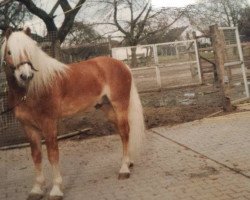 Deckhengst liz. 123/T Alpgraf (Haflinger, 1990, von 1338 Afghan II)