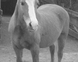 broodmare Noblesse (Haflinger, 1987, from 1438 Winzer)