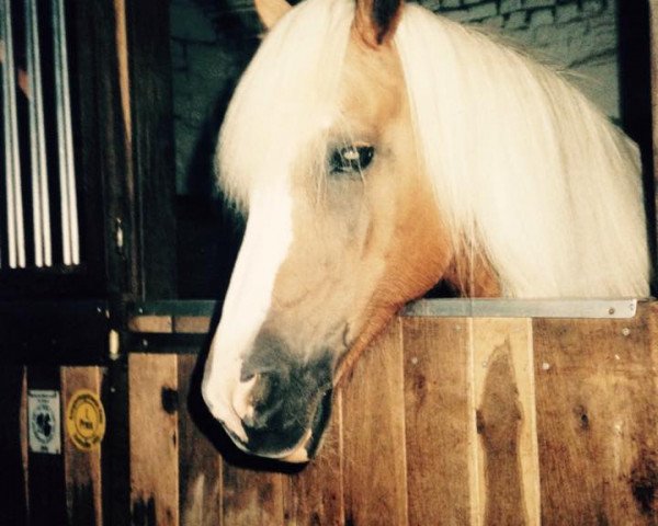 broodmare 12534/T Nancy (Haflinger, 1980, from Atif)