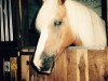 broodmare 12534/T Nancy (Haflinger, 1980, from Atif)