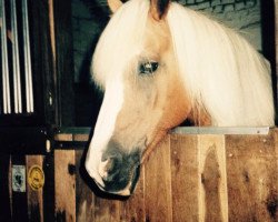 broodmare 12534/T Nancy (Haflinger, 1980, from Atif)