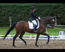 dressage horse Slowmotion 4 (Hanoverian, 2006, from Sandro Hit)