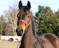 horse Increasing Love (Hanoverian, 2010, from Iberio)