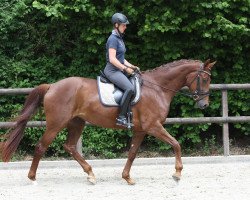 dressage horse Beldora (Westphalian, 2011, from Belissimo NRW)