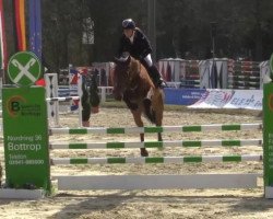 jumper Balou's Captain (Oldenburg show jumper, 2009, from Baloubet du Rouet)