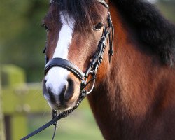 Dressurpferd Bellissima K (Welsh Partbred, 2009, von Benneton Boy)