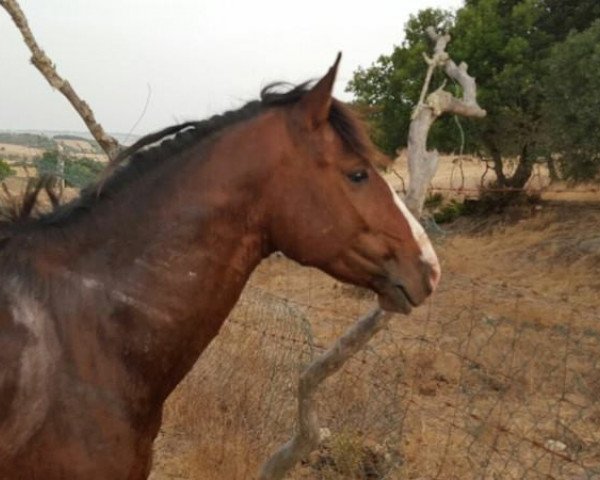 horse BERNARDO (Welsh, 2012)