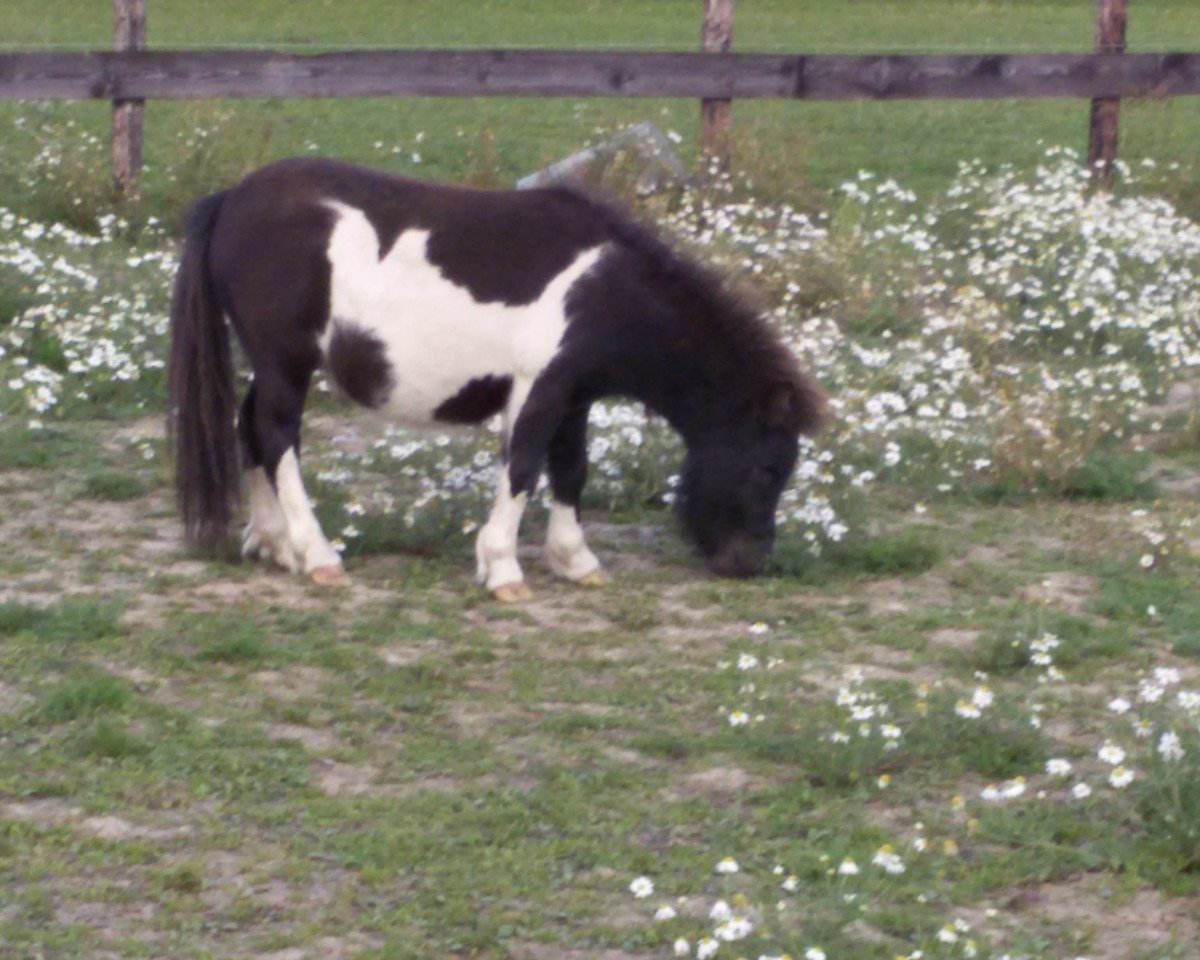 horse Ferdinand (unknown,  )