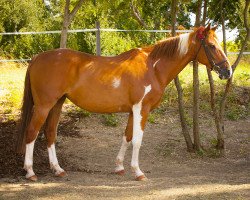 horse Rose (Pinto with riding horses pedigree, 2002, from Golden Chief)