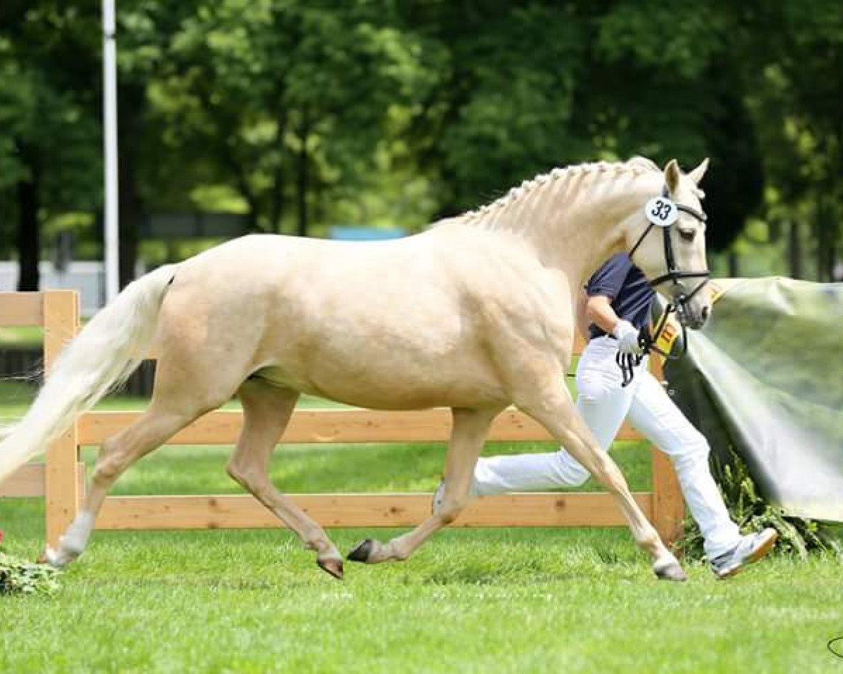 broodmare Claire VS (German Riding Pony, 2010, from Classic Dancer II)