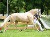 Zuchtstute Claire VS (Deutsches Reitpony, 2010, von Classic Dancer II)