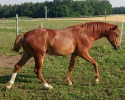 horse Jim Knopf VS (German Riding Pony, 2014, from Joker)