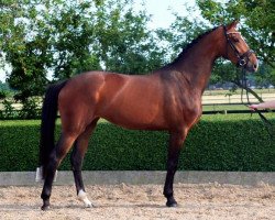 broodmare Spielberg‘s Grace (KWPN (Royal Dutch Sporthorse), 2012, from Spielberg)