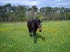 dressage horse Wenke 180 (Hanoverian, 2001, from Weltregent H)