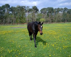 dressage horse Wenke 180 (Hanoverian, 2001, from Weltregent H)