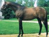 stallion Le Glorieux xx (Thoroughbred, 1984, from Cure the Blues xx)