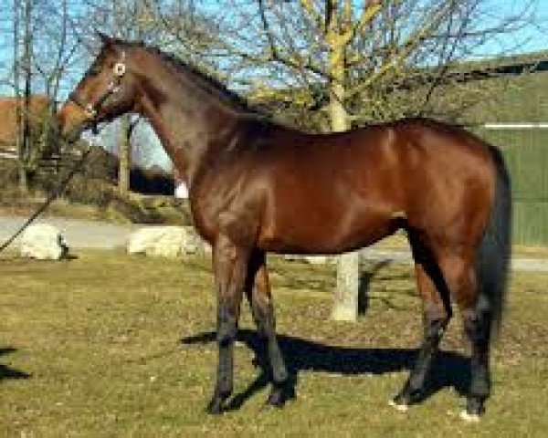 stallion Feenkönig xx (Thoroughbred, 1994, from Le Glorieux xx)