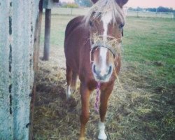 broodmare Jana (German Riding Pony, 1992, from Derby)