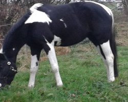 dressage horse Issis (Trakehner, 2007, from Camaro)