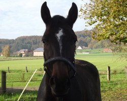 dressage horse Farina 1007 (Westphalian, 2009, from Fineliner 2)