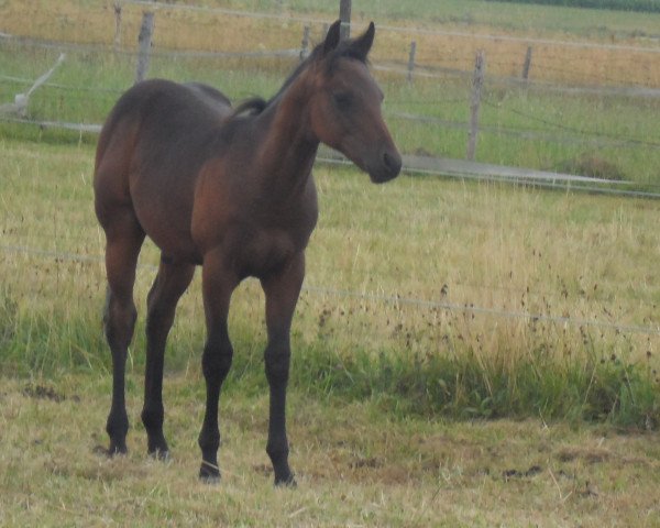 Deckhengst Jac (Quarter Horse, 2015, von Pines Major)