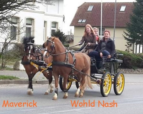 Deckhengst Wohld Nash (Welsh Mountain Pony (Sek.A), 2011, von Wiekslag's Claret)