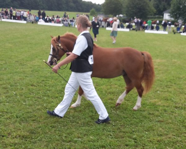 Deckhengst Wohld Connor McCloud (Welsh Mountain Pony (Sek.A), 2012, von Wiekslag's Claret)