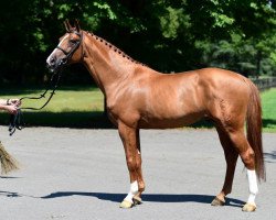 stallion Comilfo Plus Z (Westphalian, 2009, from Comme il Faut)