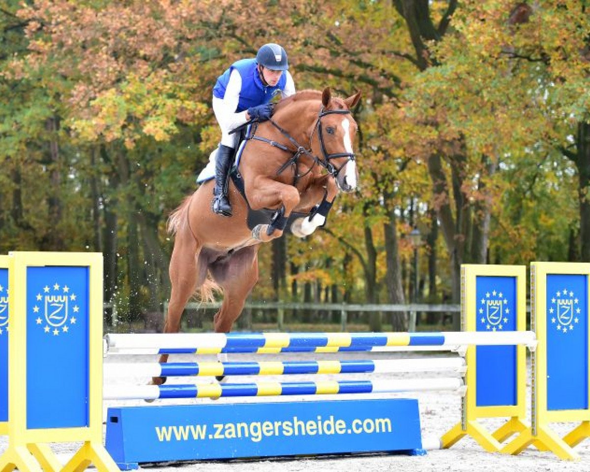 Deckhengst Comilfo Plus Z (Westfale, 2009, von Comme il Faut)