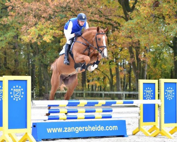 stallion Comilfo Plus Z (Westphalian, 2009, from Comme il Faut)