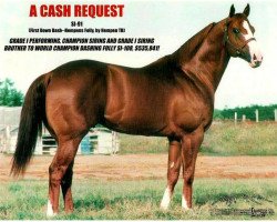 Deckhengst A Cash Request (Quarter Horse, 1991, von First Down Dash)