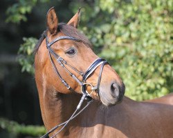 dressage horse Rainbowdancer (Hanoverian, 2003, from Rubin Royal OLD)