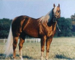 Deckhengst Fire Water Flit (Quarter Horse, 1978, von Flit Bar)