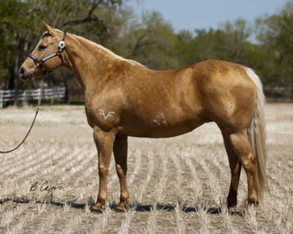 Zuchtstute Aquire A Fire (Quarter Horse,  , von Fire Water Flit)