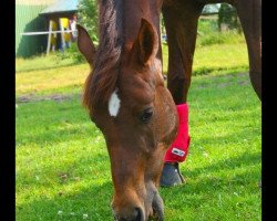 broodmare Joana 29 (German Riding Pony, 1998, from Bjirmen's Falco)